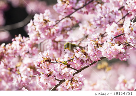 河津桜とメジロ 29154751