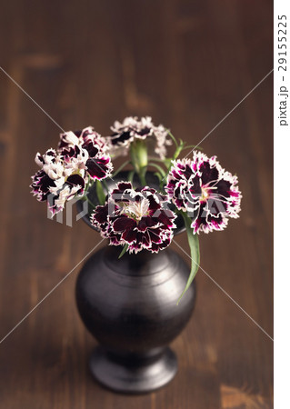 Sweet william flowers Sweet william flowers 29155225