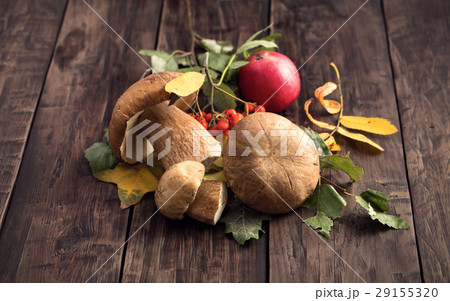Wild edible cep mushrooms on wooden table Wild edible cep mushrooms on wooden table 29155320