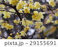 黄色い蠟梅の花 29155691