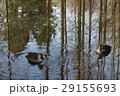 池で泳ぐカルガモ 29155693