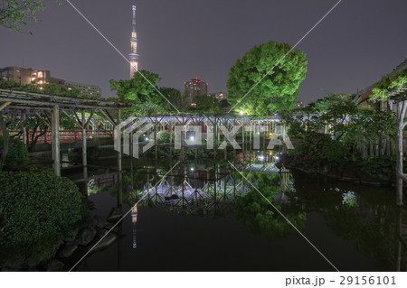 ライトアップされた亀戸天神の藤棚と東京スカイツリー・雅の夜景(HDR/超広角) 29156101