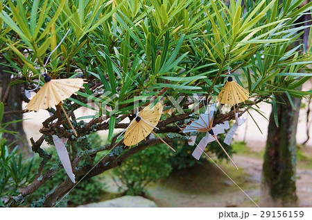 傘みくじ 29156159