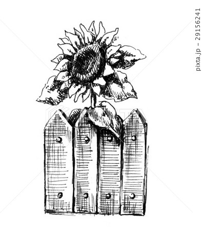 Sunflower outside the fence 29156241