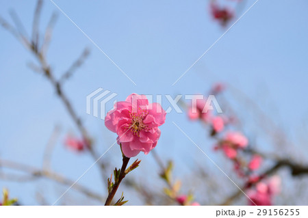 中川やしお花桃まつり 中川やしお花桃まつり 29156255