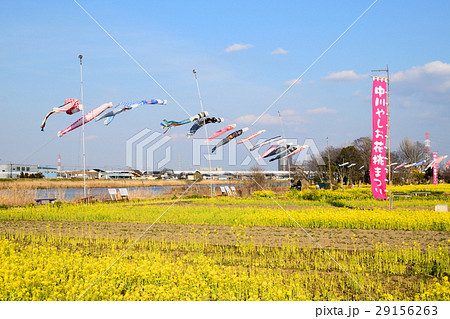 中川やしお花桃まつり 29156263