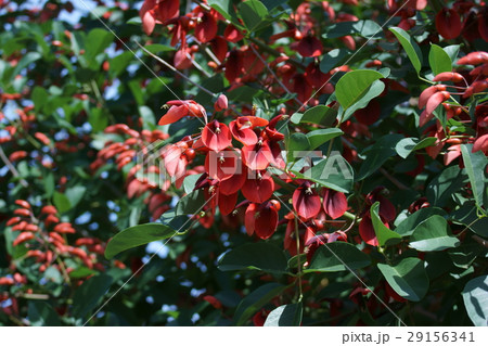 夏の花アメリカデイゴ 花言葉は「愛」 夏の花アメリカデイゴ 花言葉は「愛」 29156341