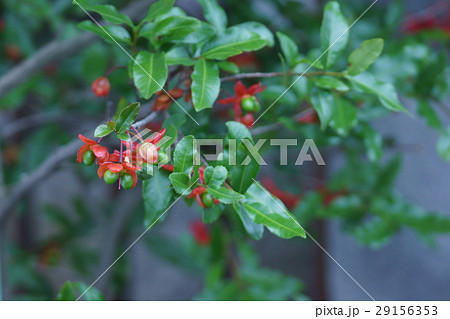 ミッキーマウスの木　花言葉は「快活」 29156353