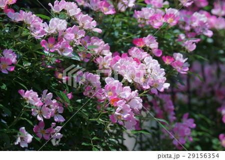 ミニバラ　銀座小町　花言葉は「愛を誓います」 29156354