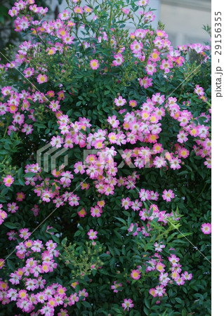 ミニバラ 銀座小町 花言葉は「愛を誓います」 ミニバラ 銀座小町 花言葉は「愛を誓います」 29156355