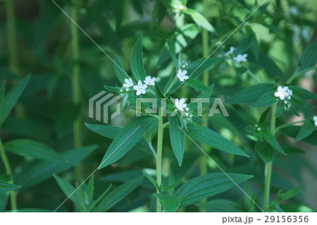 紫 ムラサキと申しますが、花は白です。 紫 ムラサキと申しますが、花は白です。 29156356