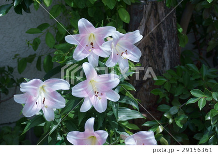 透百合 スカシユリ 花言葉は 神秘的な美 の写真素材