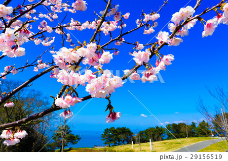 早春の桜 29156519