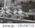 カモメ 29156710