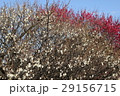 紅梅と白梅 29156715