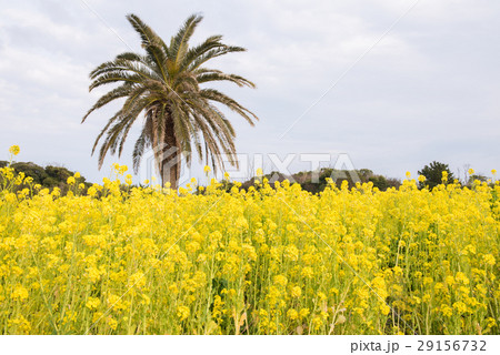 菜の花畑にて 菜の花畑にて 29156732