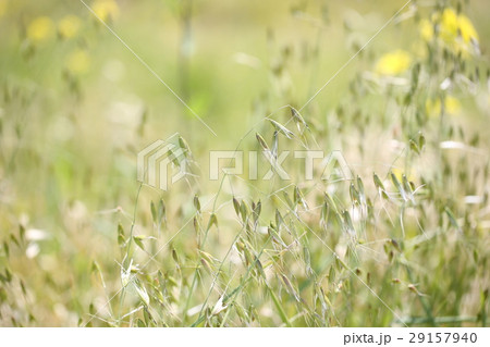 カラスムギ 29157940