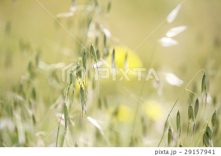 カラスムギ 29157941