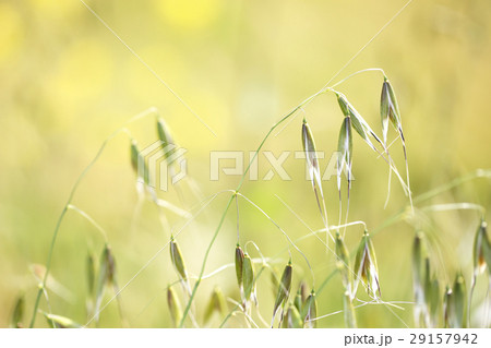 カラスムギ 29157942