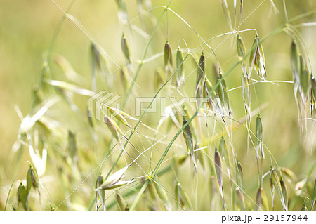 カラスムギ 29157944