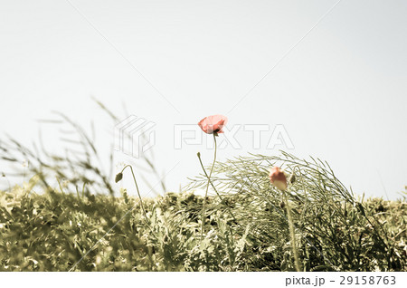 pink poppy flower on sky background 29158763