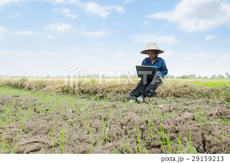 Asian Thai farmer using laptop computer in the Asian Thai farmer using laptop computer in the 29159213