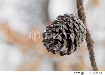 Pine cones on the branch 29159411