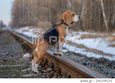 Portrait of a Beagle on a spring walk Portrait of a Beagle on a spring walk 29159525