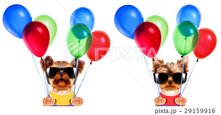 Funny dogs holding balloons. Party concept Funny dogs holding balloons. Party concept 29159916