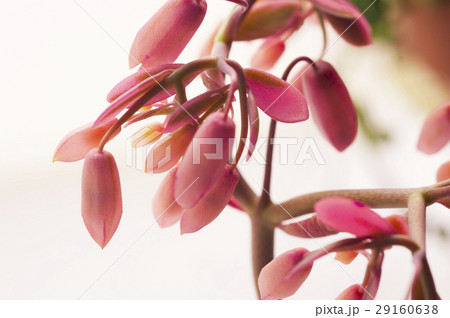 多肉植物 花 フラワー 29160638