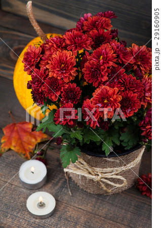 Pot of red chrysanthemum flowers Pot of red chrysanthemum flowers 29160905