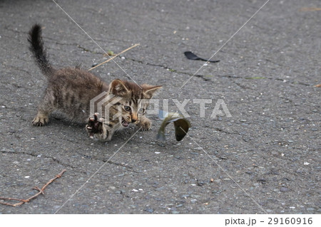 釣り人か投げた魚を捕まえようと爪を出して必死で捕まえようとするキジトラ子猫 釣り人か投げた魚を捕まえようと爪を出して必死で捕まえようとするキジトラ子猫 29160916