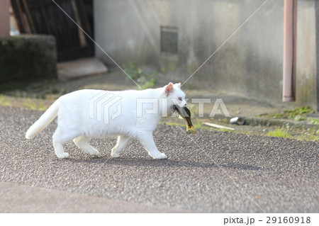 子猫が待つ所に釣り人から貰った魚をくわえて歩いていく白い母猫 29160918