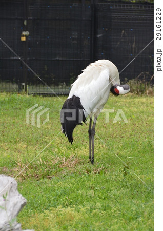 タンチョウヅル（葛西臨海水族館･鳥類園／東京都江戸川区臨海町6-2-3） 29161229