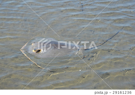 アカエイ(多摩川河口/東京都大田区) アカエイ(多摩川河口/東京都大田区) 29161236