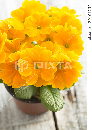 The orange blossom. The orange blossom. 29161255