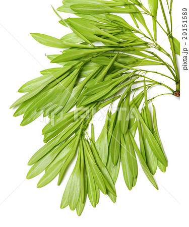 Spring ash seeds Spring ash seeds 29161689