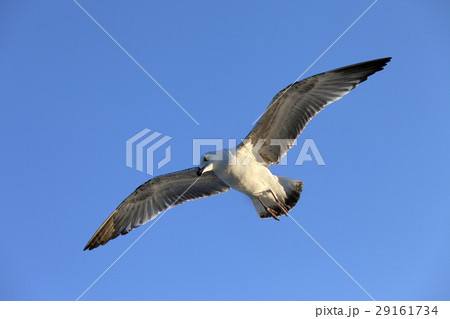 Flying seagull at blue clear sky Flying seagull at blue clear sky 29161734