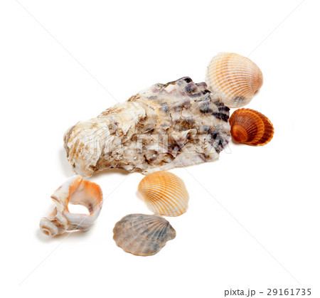 Collection of seashells Collection of seashells 29161735