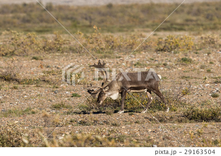 Barren Ground Caribou Bull in Velvet Barren Ground Caribou Bull in Velvet 29163504