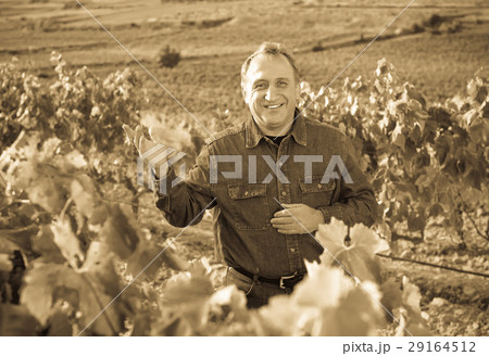 Mature man gathers grapes on vineyard 29164512