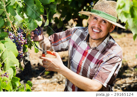 Man working on collecting ripe grapes Man working on collecting ripe grapes 29165124
