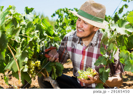 Man working on collecting ripe grapes 29165450