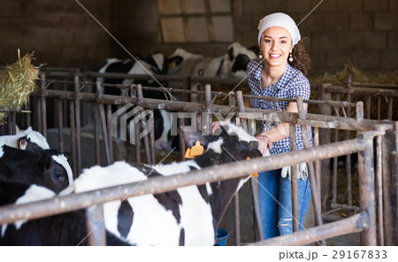 Young woman in the cowshed. 29167833