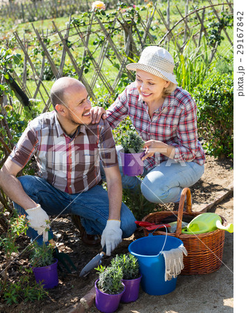 Adult laughing couple engaged in gardening 29167842