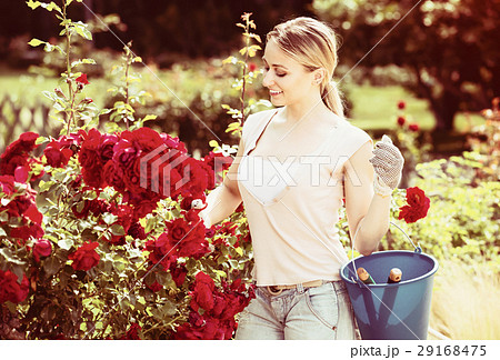 young female gardener caring roses . 29168475