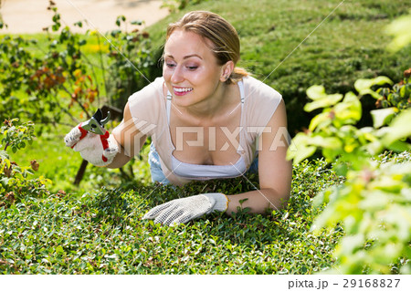 woman taking care of bushes in garden. 29168827