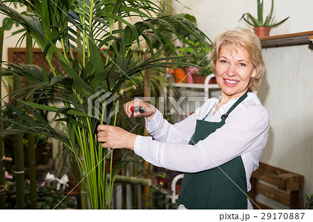 Florist with clippers in floral shop. Florist with clippers in floral shop. 29170887