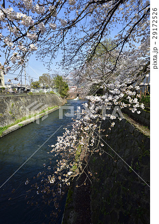 夷川水力発電所 桜並木 夷川水力発電所 桜並木 29172526