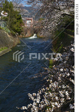 夷川水力発電所　桜並木 29172533